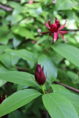 Calycanthus floridus - sazaník květnatý - pupen květu